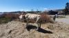 Harbor Park is home to this imaginative guest -- a woodland caribou created by artist Corrie Steckelberg. Photo R. Silence